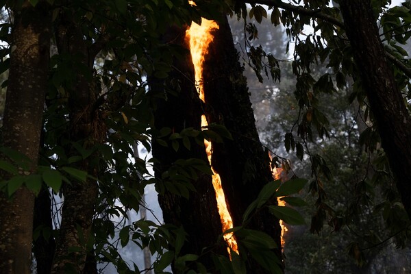 France braces for record temperatures as wildfires rage across Europe