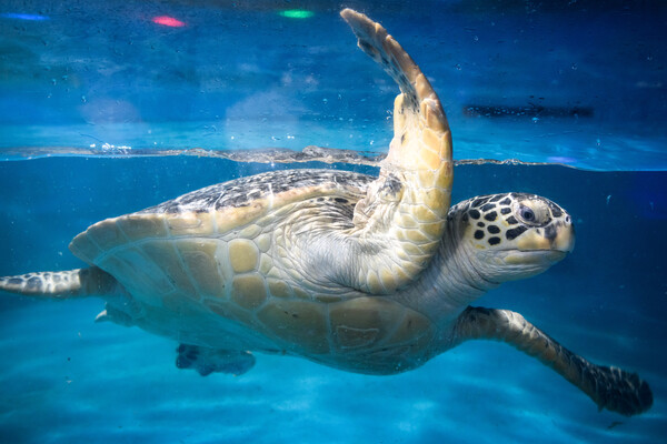 Ιαπωνία: Νεκρές βρέθηκαν 30 θαλάσσιες χελώνες- Πολλές ήταν μαχαιρωμένες 