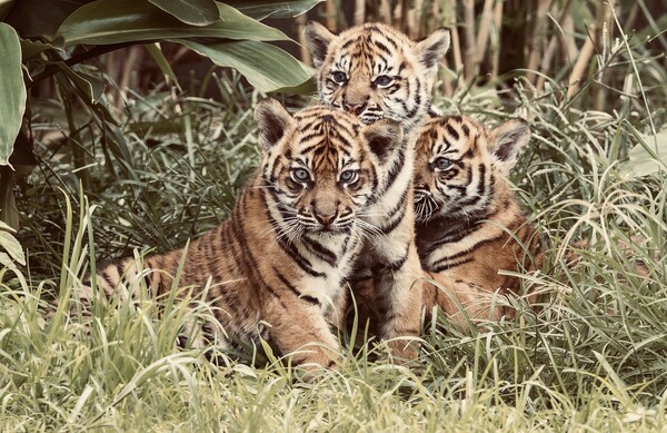 Υψηλότερος κατά 40% ο αριθμός τίγρεων στην άγρια φύση - Ποιο είδος απειλείται με εξαφάνιση 