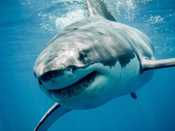 We’re going to need a bigger boat: the rise of the megashark