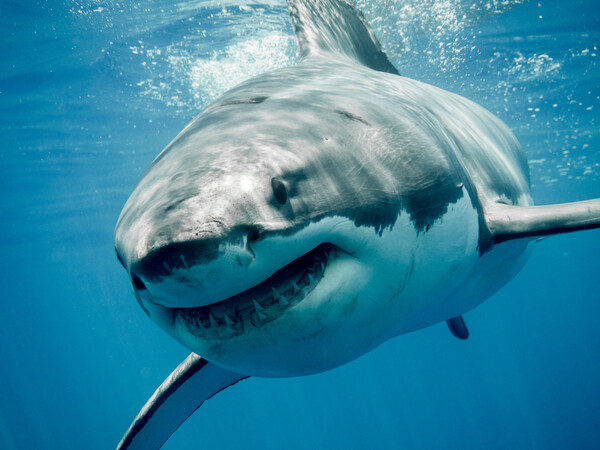We’re going to need a bigger boat: the rise of the megashark