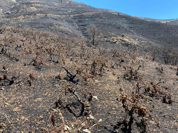 Φωτιά στο Ρέθυμνο: Στάχτη 300 στρέμματα αυτόριζων αμπελώνων στους Μελάμπες - Αγώνας για ανασύσταση της γης