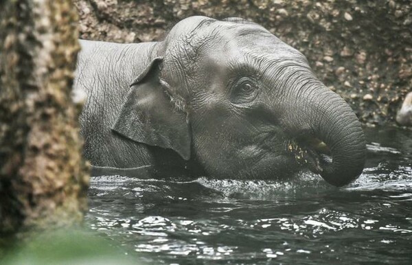 Ελβετία: Τρίτος ελέφαντας νεκρός σε ένα μήνα στον ζωολογικό κήπο της Ζυρίχης - «Ανίσχυροι μπροστά στον ερπητοϊό» 