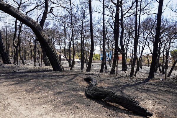 Αδιάκοπη μάχη με τις φλόγες στον Έβρο, συνεχείς αναζωπυρώσεις και νέες εκκενώσεις στη Λέσβο