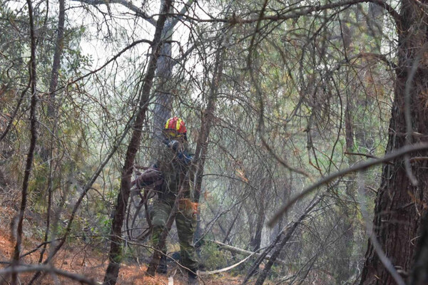 Αντιπεριφερειάρχης Έβρου: Άγνωστο πόσο θα κρατήσει η μάχη με τις φλόγες στο δάσος της Δαδιάς