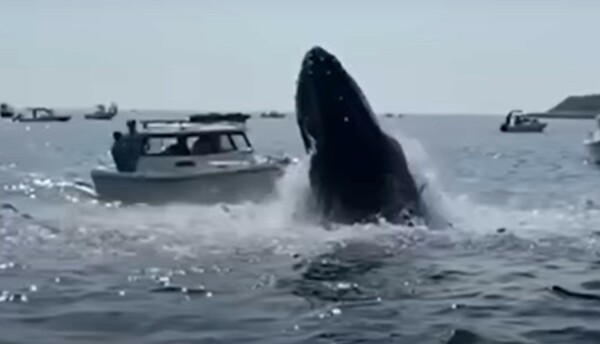 Η στιγμή που φάλαινα πέφτει πάνω σε αλιευτικό σκάφος 