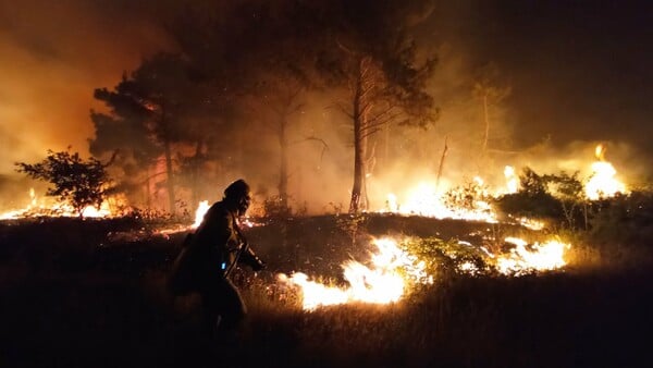 WWF Ελλάς: Τα ερωτήματα που «καίνε» τη Δαδιά- Οδυνηρή οικολογική καταστροφή