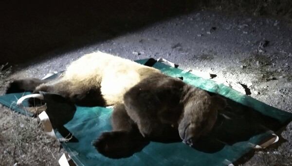 Καστοριά: Αρκούδα έκανε βόλτες κοντά στην πόλη- Την μετέφεραν στον Γράμμο