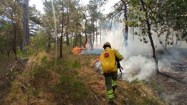 Δαδιά: Απομάκρυναν προληπτικά δύο νεοσσούς σπάνιου είδους γύπα