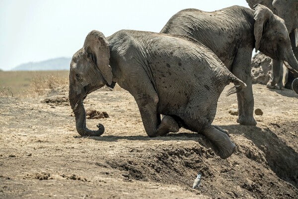 Κένυα: Η κλιματική αλλαγή είναι μεγαλύτερη απειλή από τη λαθροθηρία για τους ελέφαντες 