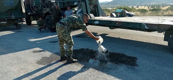 Η στιγμή που στρατιωτικός σώζει πελαργό καμένο στα πόδια από την πυρκαγιά στη Λέσβο