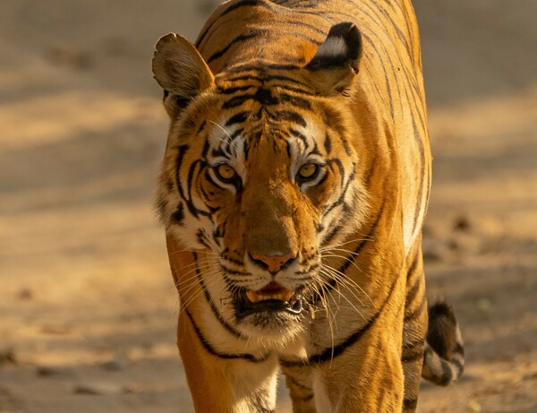 Οι τίγρεις στο Νεπάλ αυξάνονται αλλα οι επιθέσεις σε ανθρώπους προκαλούν ανησυχία