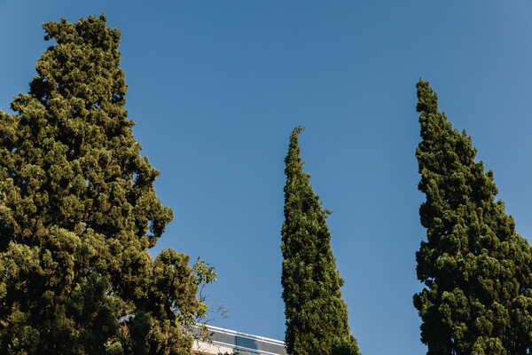 Τα κυπαρίσσια της Νέας Φιλαδέλφειας: Ένα σχεδόν αιωνόβιο πράσινο τοπόσημο των Αθηνών 