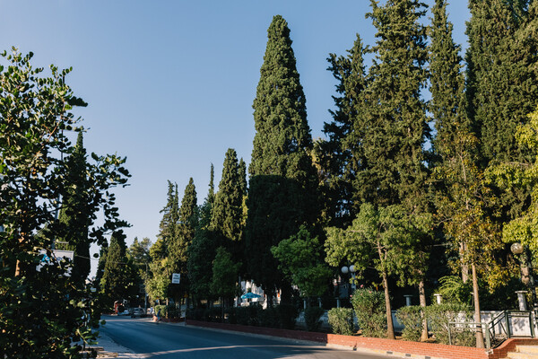 Τα κυπαρίσσια της Νέας Φιλαδέλφειας: Ένα σχεδόν αιωνόβιο πράσινο τοπόσημο των Αθηνών