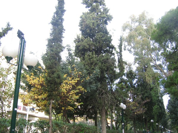 Τα κυπαρίσσια της Νέας Φιλαδέλφειας: Ένα σχεδόν αιωνόβιο πράσινο τοπόσημο των Αθηνών