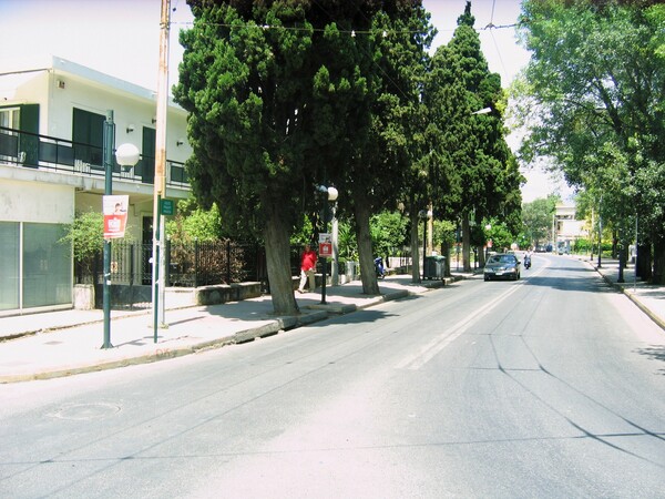 Τα κυπαρίσσια της Νέας Φιλαδέλφειας: Ένα σχεδόν αιωνόβιο πράσινο τοπόσημο των Αθηνών