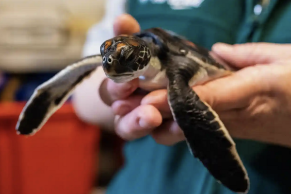 Θαλάσσια χελώνα αφόδευε «καθαρό πλαστικό» επί έξι ημέρες