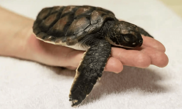 Θαλάσσια χελώνα αφόδευε «καθαρό πλαστικό» επί έξι ημέρες