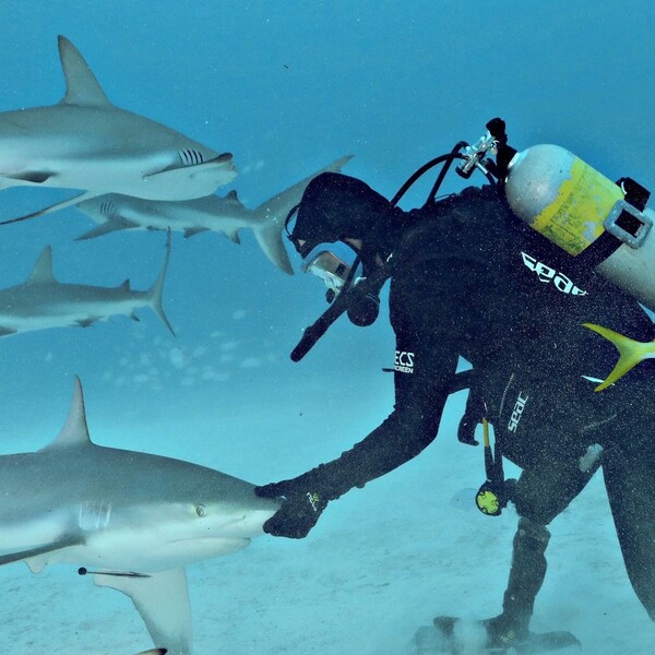 Πολ ντε Γκέλντερ: Ένας καρχαρίας μου έκοψε το πόδι και το χέρι- Τώρα θέλω να σώσω το είδος