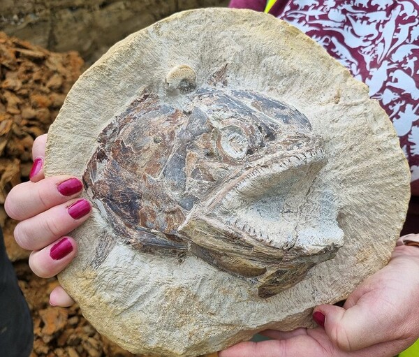 Eye-popping fossil fish found in cattle field