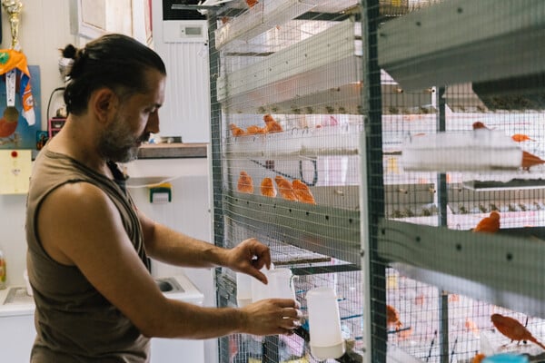 Ο Βασίλης και ο Χρήστος είναι δίδυμοι, εκτρέφουν διαφορετικές ράτσες καναρινιών και κερδίζουν παγκόσμιες διακρίσεις