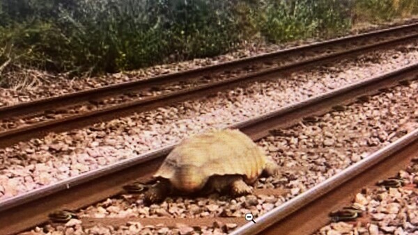 Καθυστερήσεις τρένων στην Αγγλία λόγω πελώριας χελώνας - Ήταν τραυματισμένη και διέσχιζε τις γραμμές