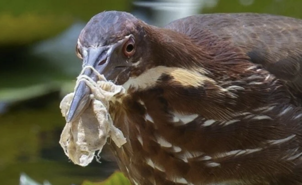 Birds and Debris: Πουλιά σε όλο τον κόσμο ζουν μέσα στα πλαστικά σκουπίδια των ανθρώπων