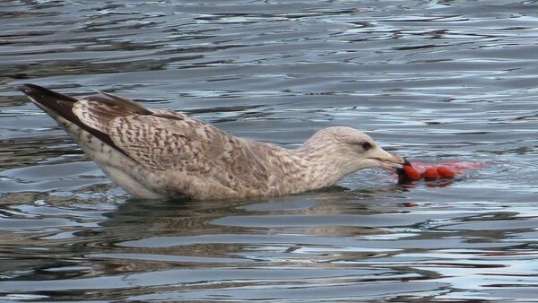 Plastic pollution: Birds all over the world are living in our rubbish