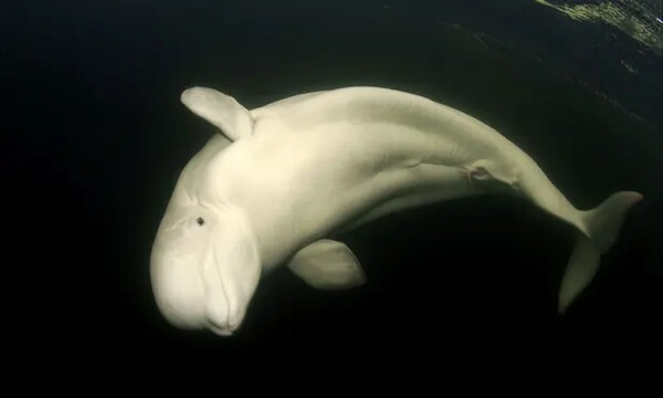 Μπελούγκα στο Σηκουάνα: Με «κοκτέιλ βιταμινών» προσπαθούν να επαναφέρουν τη χαμένη όρεξη της αποστεωμένης φάλαινας
