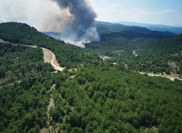 Δαδιά: Η επόμενη ημέρα -«Αναμένουμε να δούμε στο δάσος έντονη αναγέννηση σε σύντομο χρονικό διάστημα»