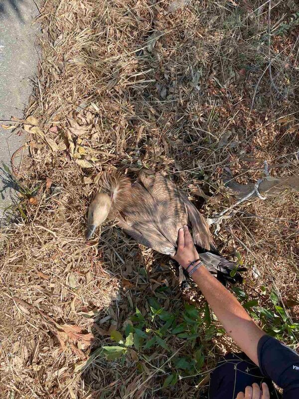 ΒΟΑΚ: Αστυνομική επιχείρηση για τη διάσωση άγριου πτηνού από την άσφαλτο 