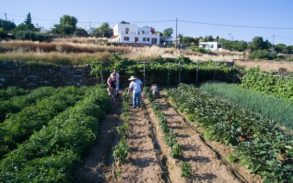 Περπατώντας στη φάρμα του Ναρλή, εκεί όπου φύεται η σιφναίικη γαστρονομία