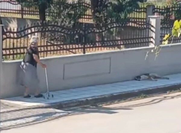Θεσσαλονίκη: Δικογραφία σε βάρος 75χρονης που πέταξε μεταλλικό μπαστούνι σε σκυλί - Κατακραυγή με το βίντεο 
