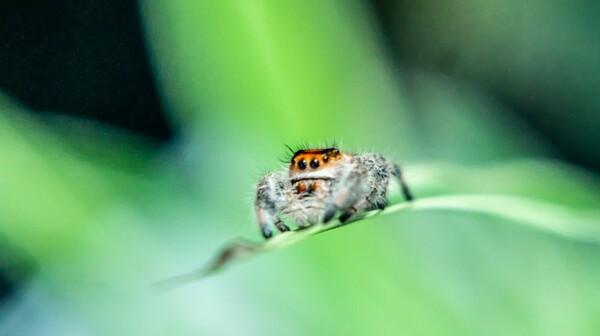 Do spiders sleep? Study suggests they may snooze like humans