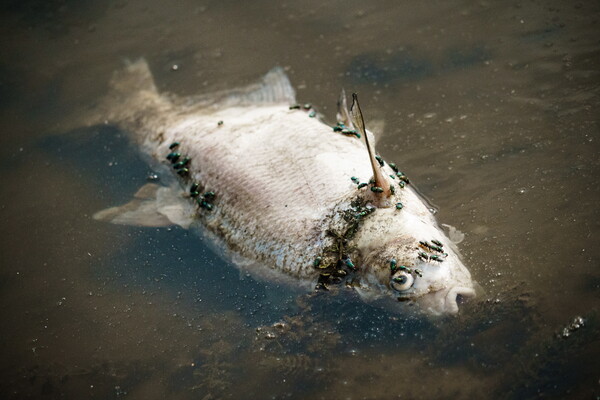 Τόνοι νεκρών ψαριών σε ποταμό μεταξύ Γερμανίας-Πολωνίας - Μυστήριο για το φαινόμενο, εκτιμήσεις για μόλυνση υδραργύρου 