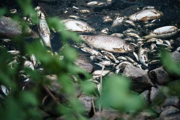 Τόνοι νεκρών ψαριών σε ποταμό μεταξύ Γερμανίας-Πολωνίας - Μυστήριο για το φαινόμενο, εκτιμήσεις για μόλυνση υδραργύρου 
