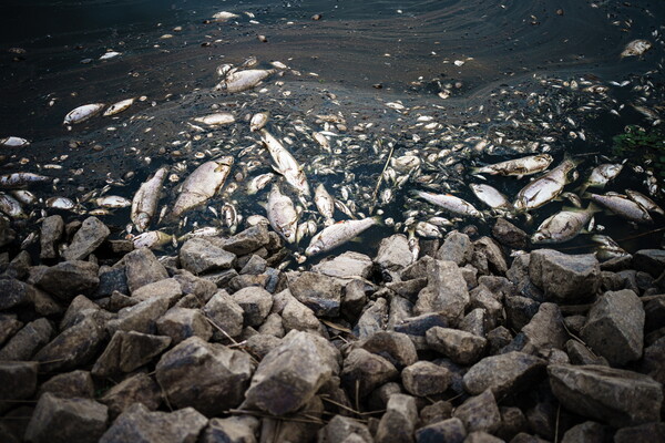 Oder river: Mystery surrounds thousands of fish deaths