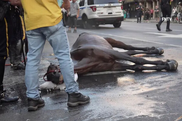 Άλογο άμαξας κατέρρευσε στο δρόμο και ο οδηγός το μαστίγωνε: «Ήταν χάλια, έβλεπες τα πλευρά του»