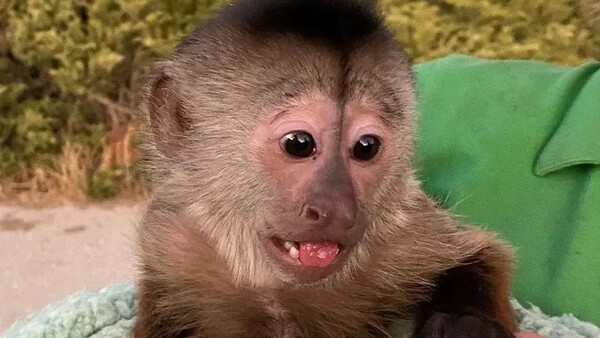 A primate suspect: Mischievous monkey in US zoo dials 911