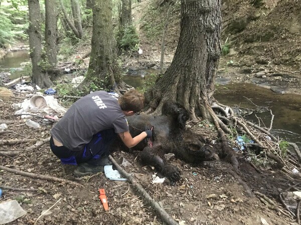 Φλώρινα: Άγνωστοι πυροβολούν και σκοτώνουν αρκούδες - Τρεις νεκρές, η μία θήλαζε ακόμη