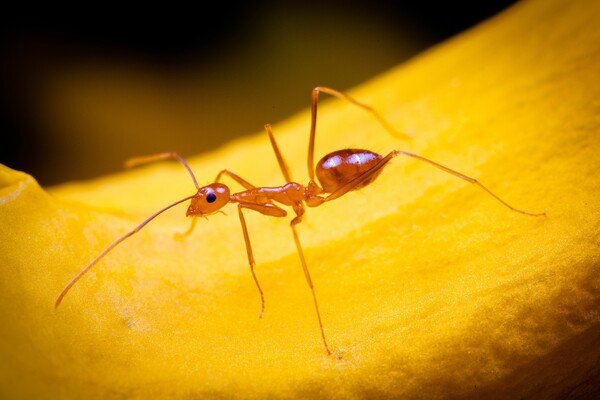 Κίτρινα «τρελά» μυρμήγκια προκαλούν χάος σε χωριά της Ινδίας