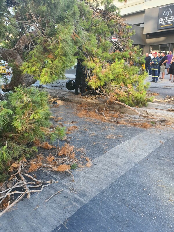 Ηράκλειο: Έπεσε δέντρο και τον σκότωσε ενώ περίμενε στο φανάρι- Εισαγγελική παρέμβαση για τον δικυκλιστή 