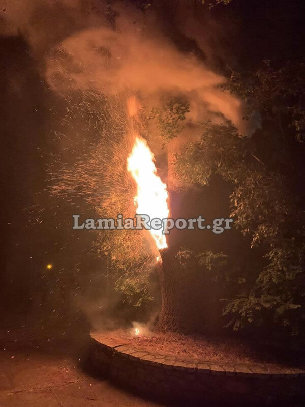 Φωκίδα: Έπαιζαν με δυναμιτάκια και έκαψαν κατά λάθος πλάτανο 180 ετών