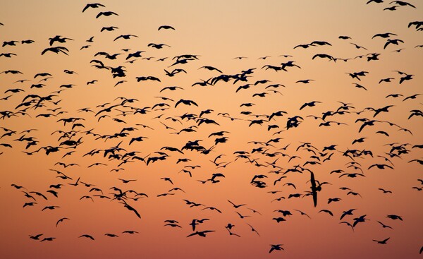 Τα αφρικανικά αποδημητικά πουλιά απειλούνται από την κλιματική αλλαγή