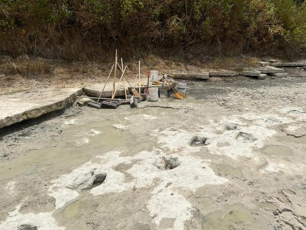 Dinosaur tracks from 113M years ago have become visible amid drought