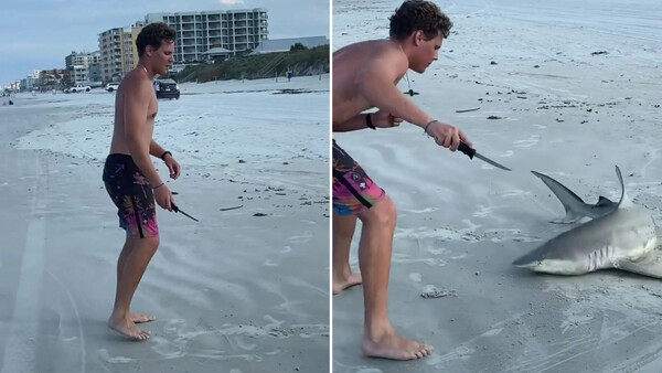 Φλόριντα: Άνδρες σέρνουν καρχαρία σε παραλία και τον σκοτώνουν με μαχαίρι- Οργή για την πράξη τους