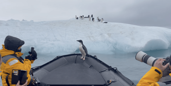 Ανταρκτική: Πιγκουίνος πήδηξε μέσα σε βάρκα για να γλιτώσει από φώκια