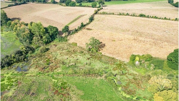 Beaver dams in east Devon create area of wetland amid drought