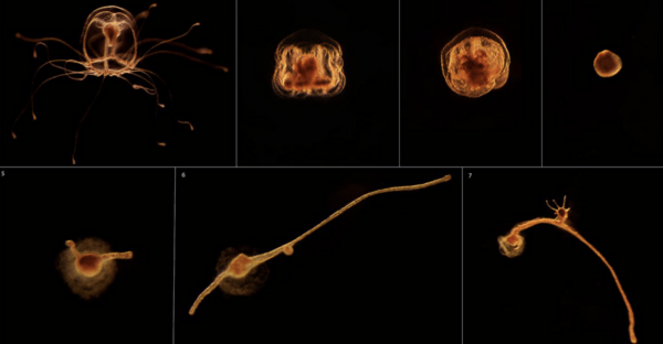 Μια αθάνατη μέδουσα στα βάθη των θαλασσών: Επιστήμονες θέλουν να ξεκλειδώσουν το μυστικό της Turritopsis dohrnii