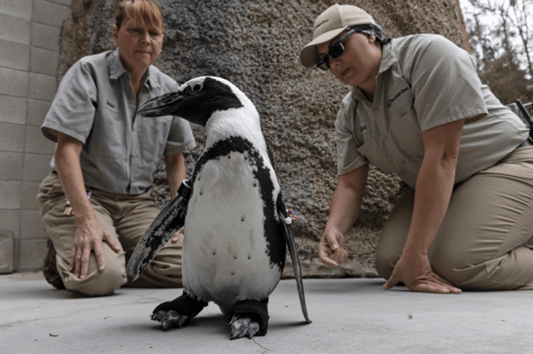 Ένας πιγκουίνος δυσκολευόταν να περπατήσει και τού έφτιαξαν ανατομικά παπούτσια